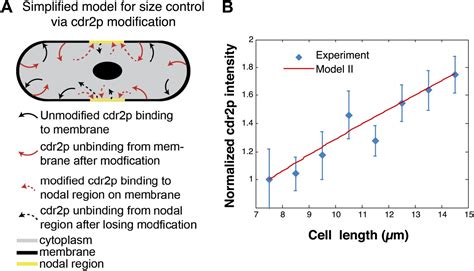 Figures And Data In Cortical Regulation Of Cell Size By A Sizer Cdr2p