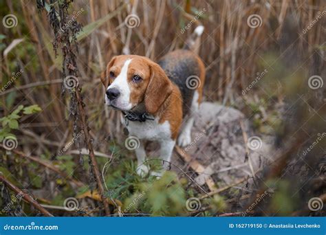 Cane Di Maiale Che Rimane All Aperto Rilassato Nel Campo D Erba Fotografia Stock Immagine Di