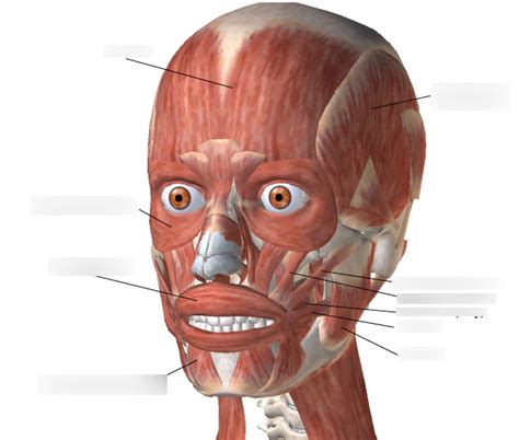 Muscles of Facial Expression Diagram | Quizlet