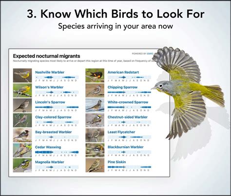 How to Use BirdCast Dashboard to See Your Local Migration in Detail | All About Birds