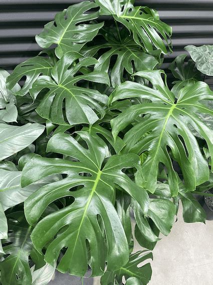 Gippsland Indoor Plants