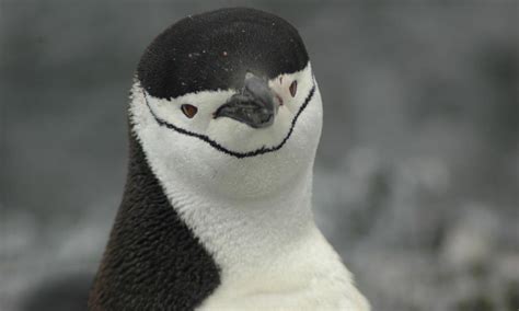 Antartica_Chinstrap_Penguin_Travel_8.15.2012 | Photos | WWF