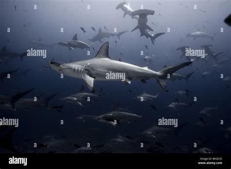 Scalloped hammerhead sharks, Galapagos Stock Photo - Alamy