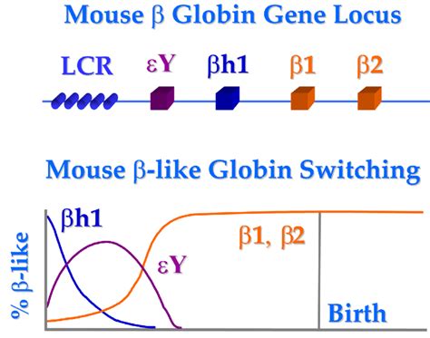 Mouse β like globin gene switch throughout development The embryonic