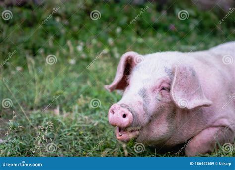 Pig Portrait at Free Range Organic Pig Farm - Happy Smiling Pork Pig ...