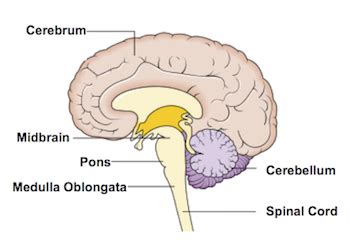 Medulla Oblongata | Definition, Location & Function - Lesson | Study.com