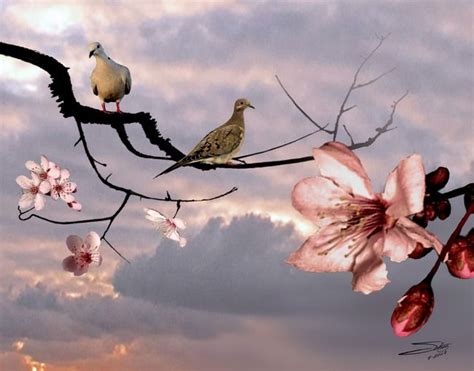 Doves In Cherry Tree By Im Spadecaller Tampa Bay At Imagekind