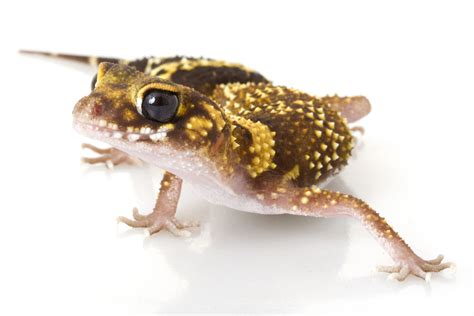 Care Tips For The Australian Barking Gecko - Reptiles Magazine