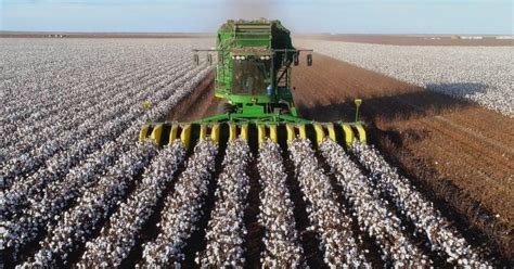 Sustainability a part of cotton farming's playbook for decades | AGDAILY