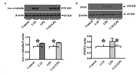 Hdac6 Inhibition Induces Robust α Tubulin Acetylation And Blocks