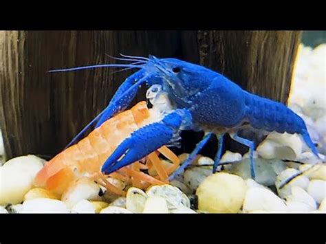 Blue Lobster Eats Red Lobster Youtube