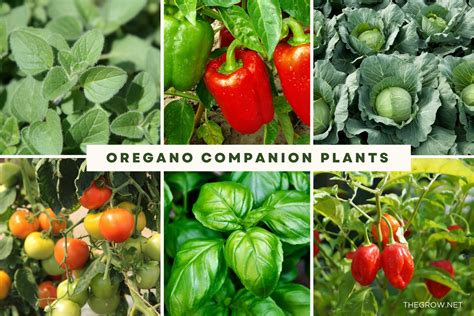 Oregano Companion Plants The Complete List Thegrow