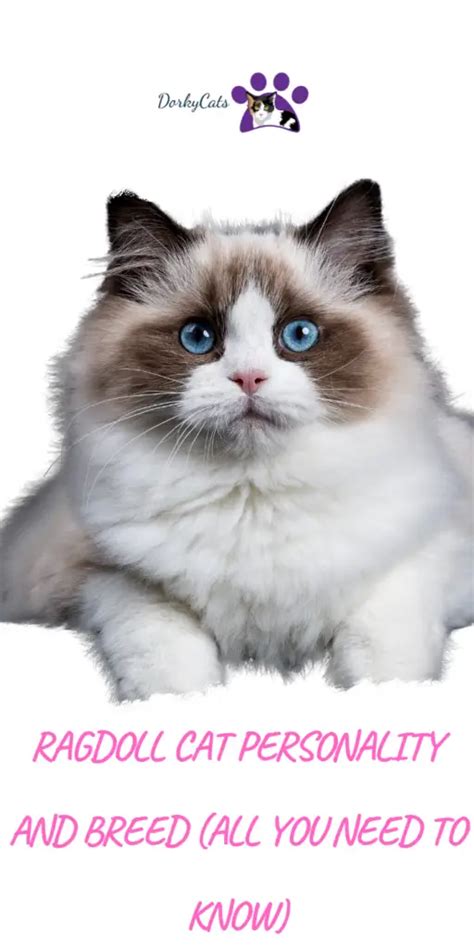 RAGDOLL CAT PERSONALITY AND BREED (ALL YOU NEED TO KNOW) - DorkyCats