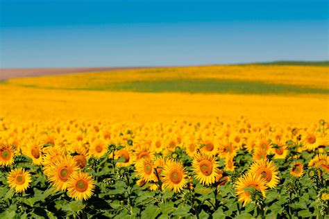 La Ruta del Sol o del girasol o del fotón de la primavera que todos