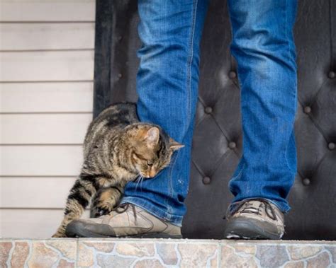 Por Qué los Gatos se Pasean Entre las Piernas Motivos Principales