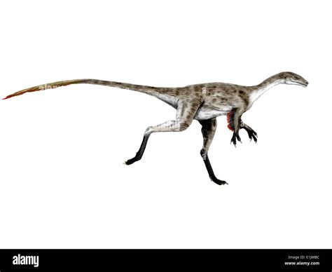 Coelurus High Resolution Stock Photography And Images Alamy