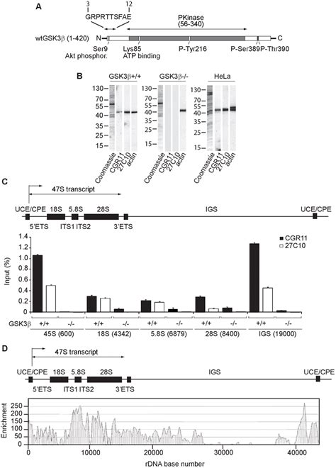 Gsk3β Distributes Through The Entire Rdna Transcription Unit Occupying