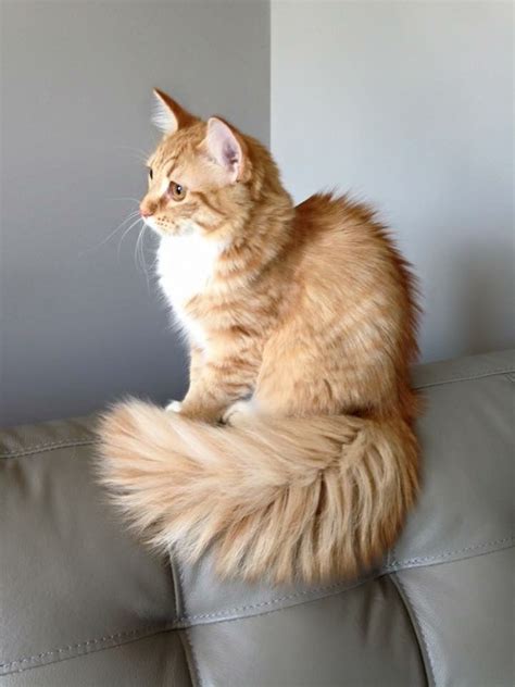 Nora Long Haired Orange Tabby In Full Tail Fluff