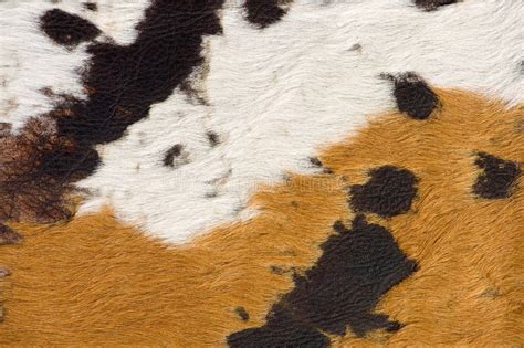 Cow Hide Stock Image Image Of Skin Hide Hair Animal 6713109