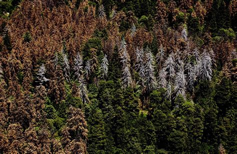 New Aerial Survey Reveals California Forests Are Dying At Alarming Rate True Activist