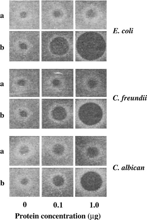 Radial Diffusion Assay Of H Cunea Attacin A A And B B 0 1 And 1 0 Download Scientific