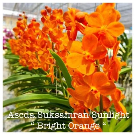 Wholesale Vanda Hybrids Orchid Blooming Plants Amthai Orchids Online