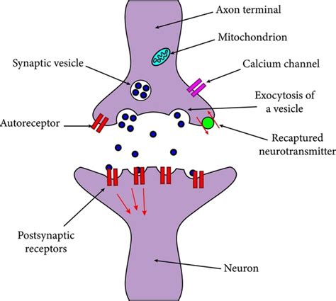 1 Axon Termination Point Images, Stock Photos, 3D objects, & Vectors ...