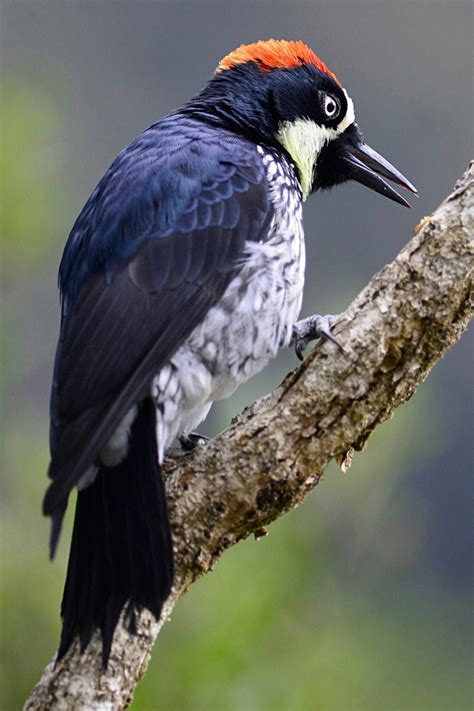 Most Beautiful Birds In Costa Rica Guide Photos Luxury House