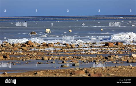 Una Familia De Osos Polares En El Hielo De La Bah A De Hudson