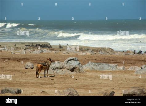 jackal on the beach Stock Photo - Alamy