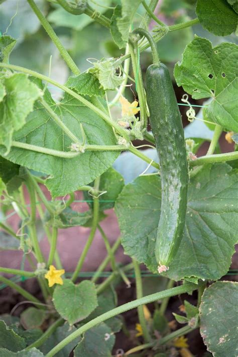 Overwatered Cucumber Plants What To Do When You Water Too Much