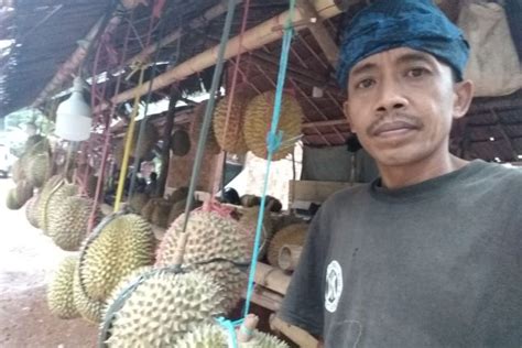 Petani Badui Kembali Panen Durian Tingkatkan Ekonomi Keluarga Antara News