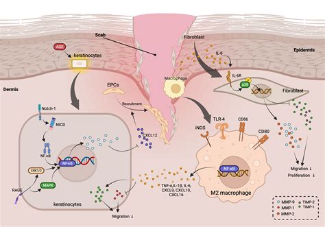 Frontiers Targeting Matrix Metalloproteases In Diabetic Wound Healing