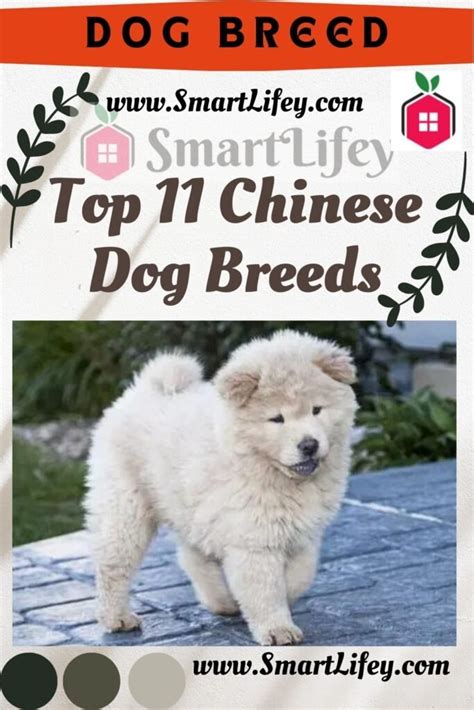 Top 11 Chinese Dog Breeds