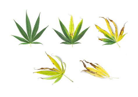 Cannabis Leaf Curl Causes And Solutions