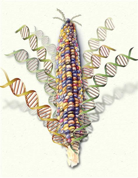 Corn Genome Revealed In Exquisite Detail