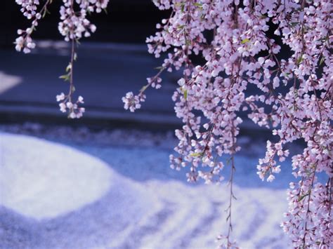 Spring's Finest Delight: Kyoto's Enchanting Cherry Blossoms and More ...