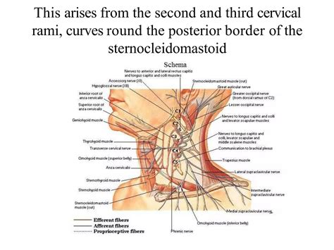 cervical plexus anatomy mbbs first year.pptx