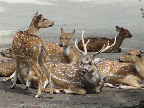 Chital | Wiki | Everipedia