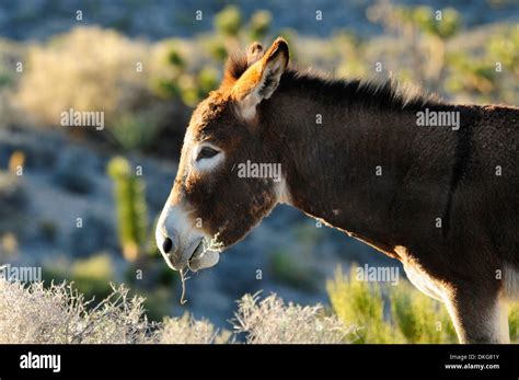 Donkey Equus Asinus Asinus Spring Mountains Nevada Usa Stock Photo