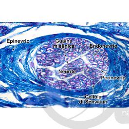 Mammifero Nervo Sezione Trasversale X Nervi Mammiferi