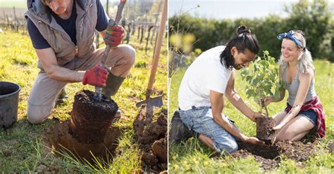 How To Plant A Tree In 3 Easy Steps