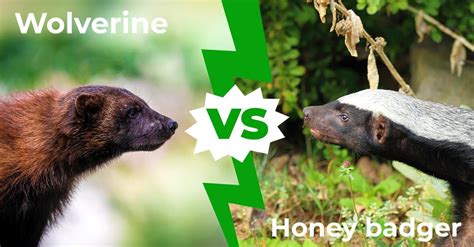 Wolverine vs Honey Badger: Which Undersized Warrior Would Win a Fight ...