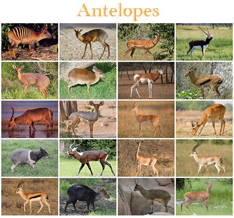 Animals - Antelopes Quiz - By kfastic