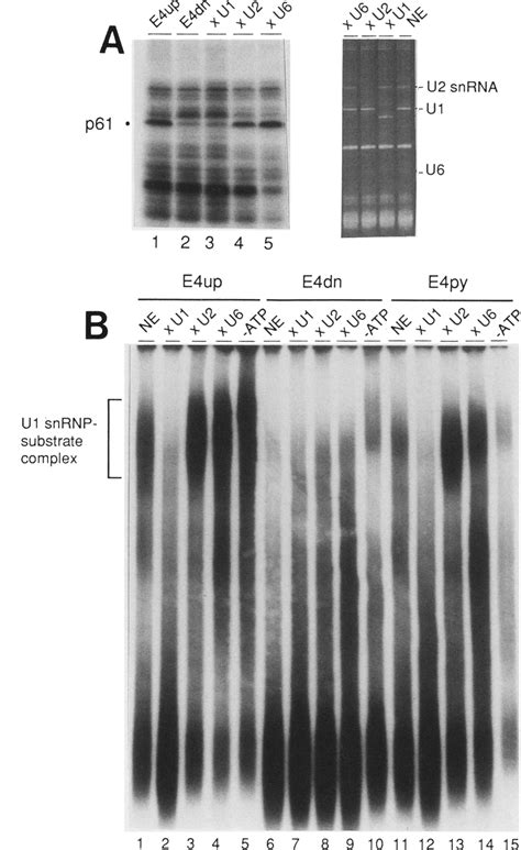 Oligonucleotide Mediated Rnase H Cleavage Demonstrates That The