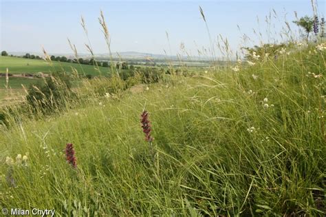 Festucetalia Valesiacae FloraVeg EU