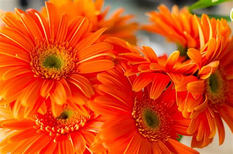 HD wallpaper: orange Daisies flowers, photo, plant, nature, gerbera Daisy, yellow | Wallpaper Flare