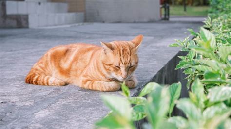 Positions De Sommeil Du Chat Et Leur Signification Tractive