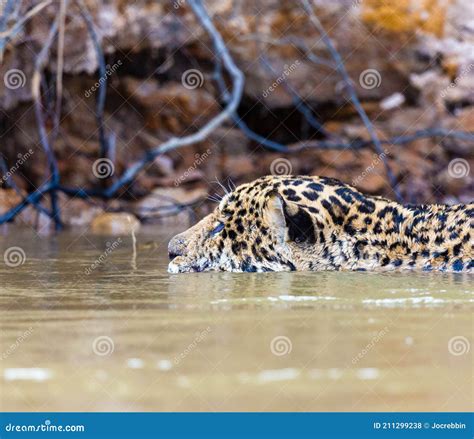 Extreme Close Up Of Jaguar Swimming In Fresh Water River In Pantanal