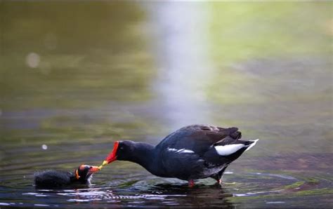 Ayudaba A Patitos A Cruzar La Calle Y Muere Atropellado En California